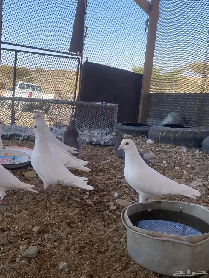 تم البيع الله يبارك لرعيه 0