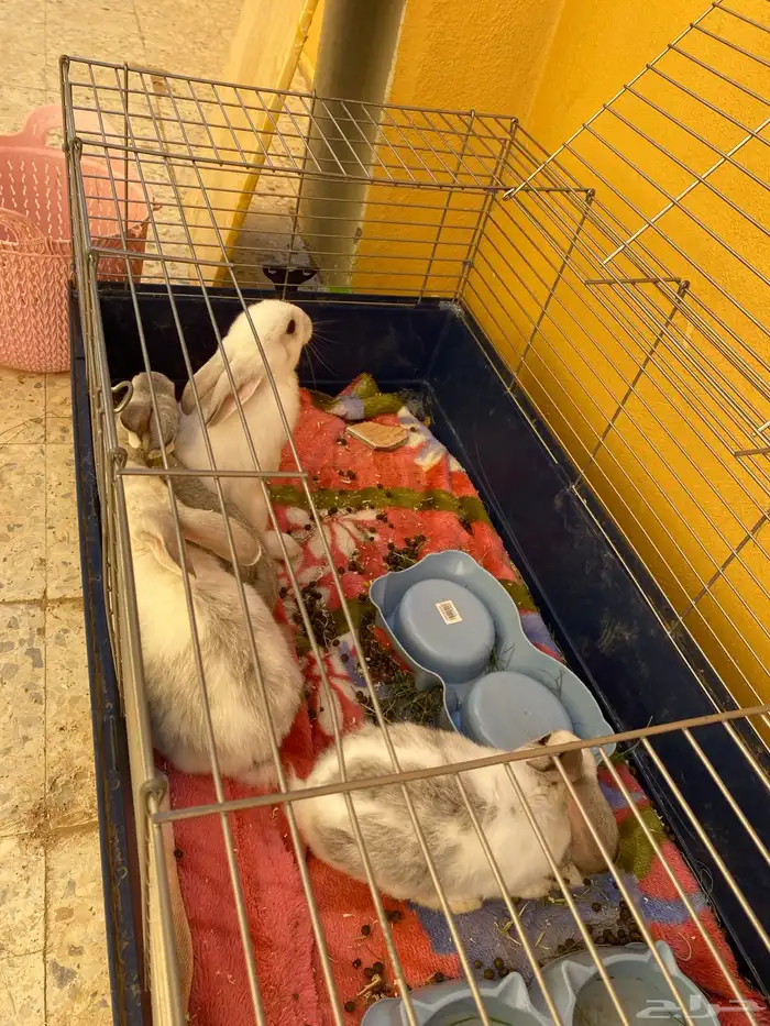أرانب للبيع 5