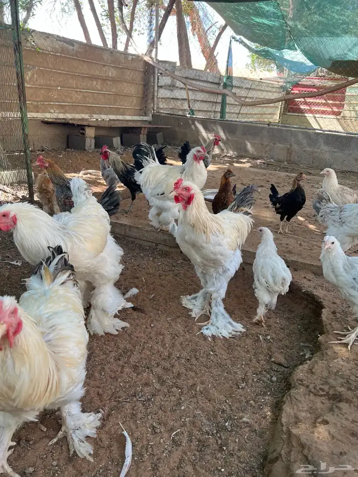 ديوك برهما للبيع 1