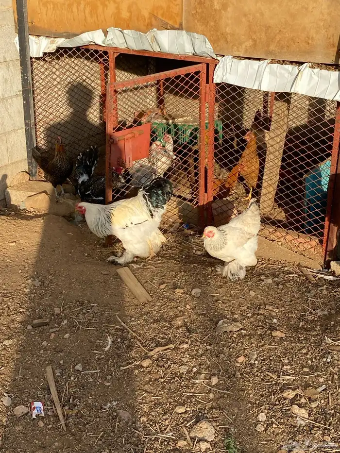 دجاج براهما طقمين 2