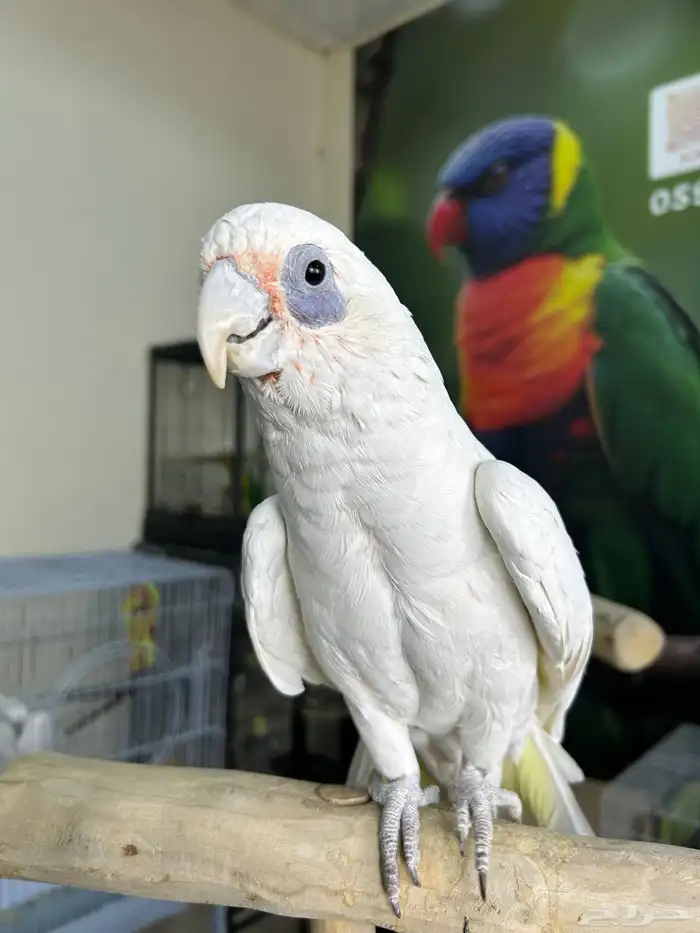 كوكاتو باري اليف وهدد ومتكلم 1