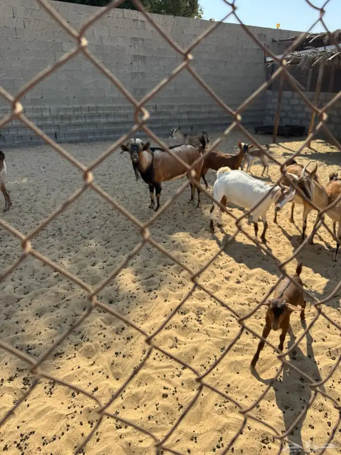 معزاء للبيع 5