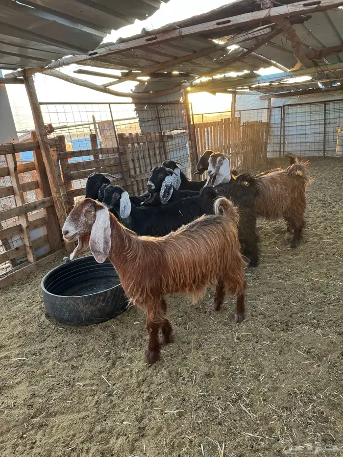 جفار مراح واحد 0