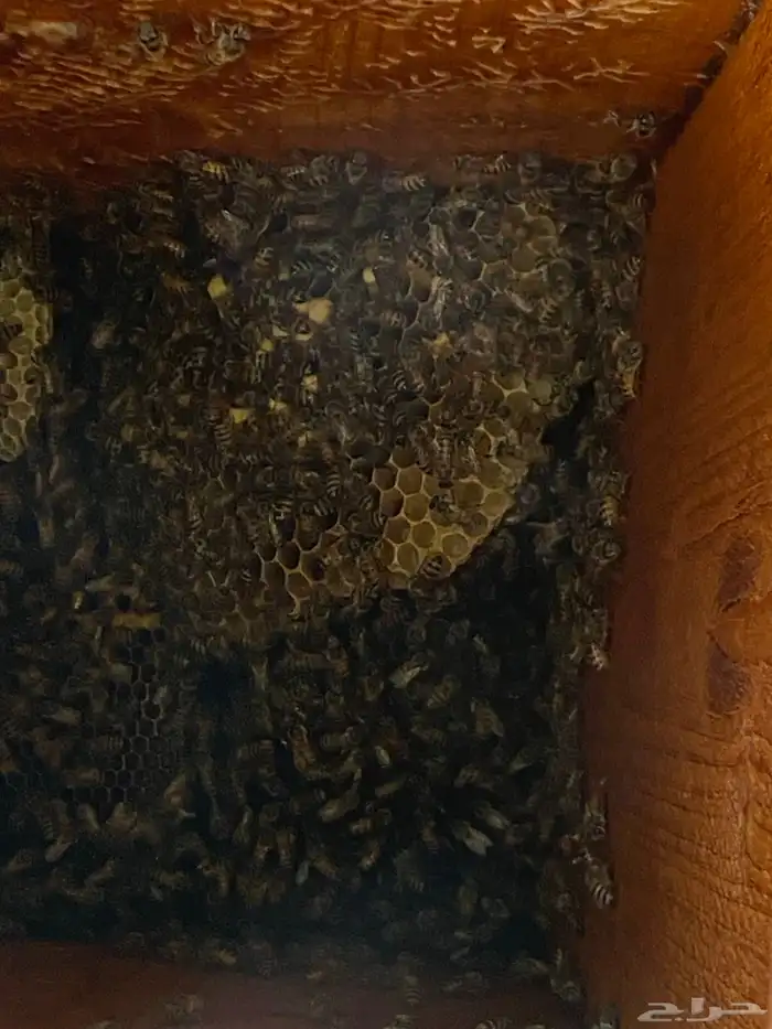 نحل بلدي للبيع 0