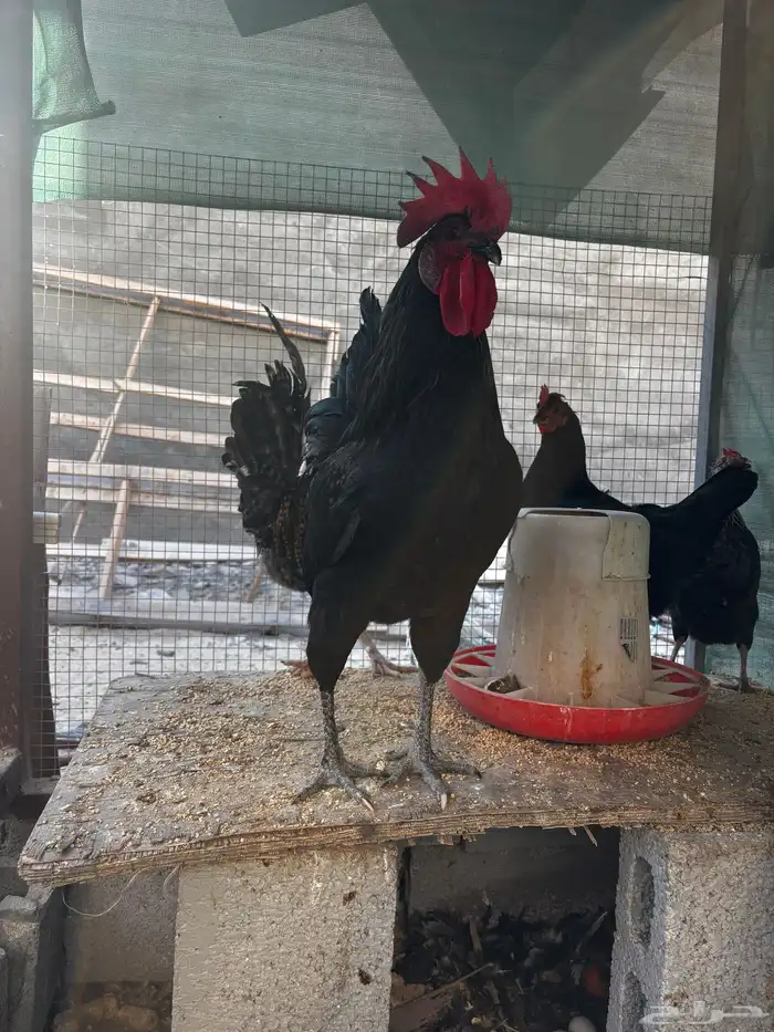 بيض دجاج استرلوب 0