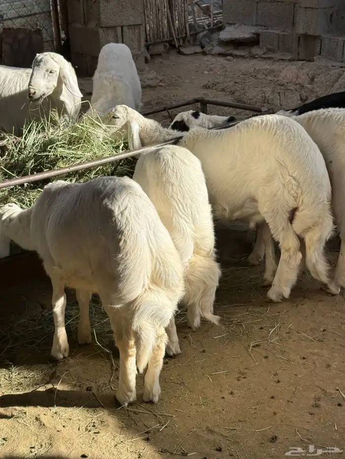 للبيع طليان انظاف واسمان شعره وشرح وطيبه 1