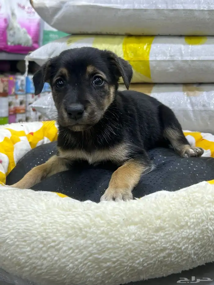 جراؤه جيرمن 7