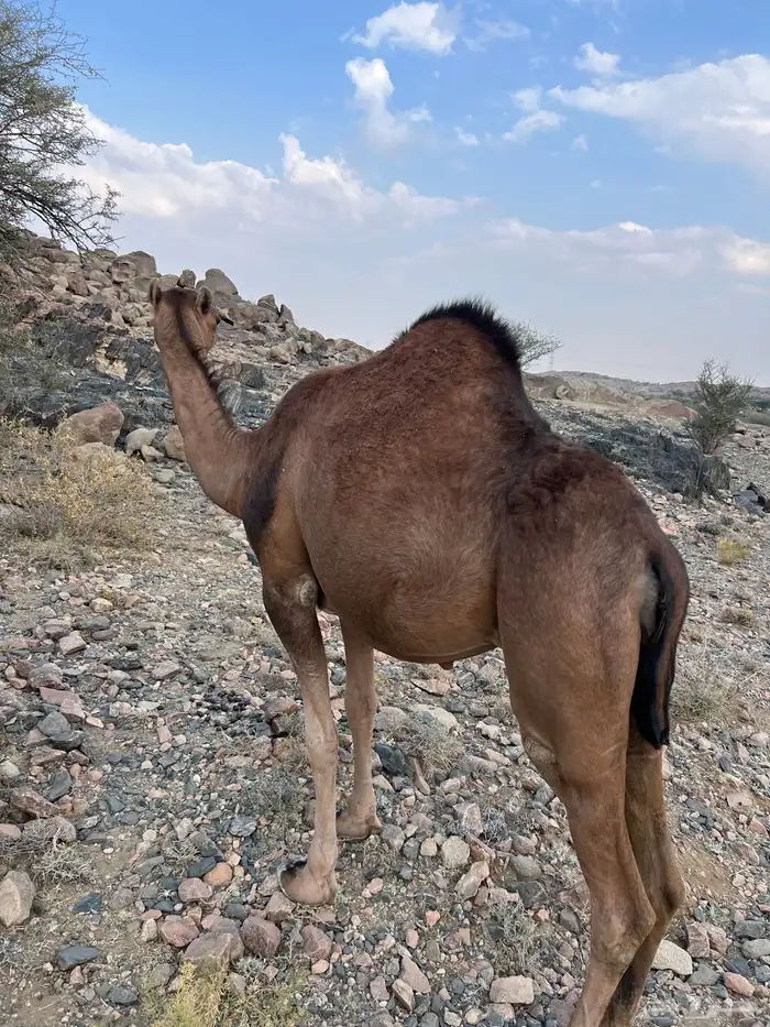 بكره حمراء ملاقي ( مشروطه )( بكر ثنيه ) 1