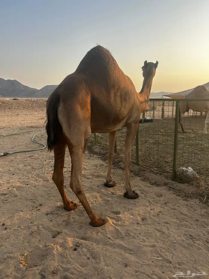 القاح وسنه رباع 1