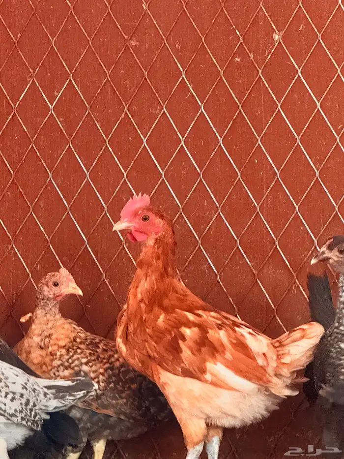 دجاج أعمارهم 3اللي4 0