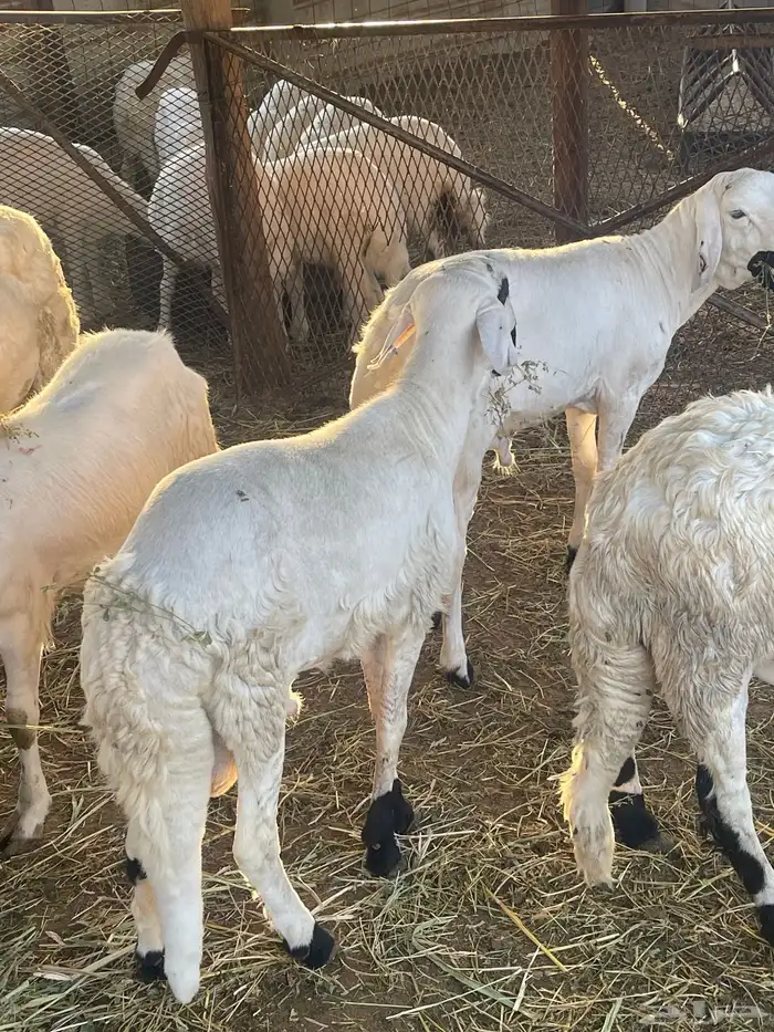 سواكن جبره مربى 4 اشهر شي فاخر 4