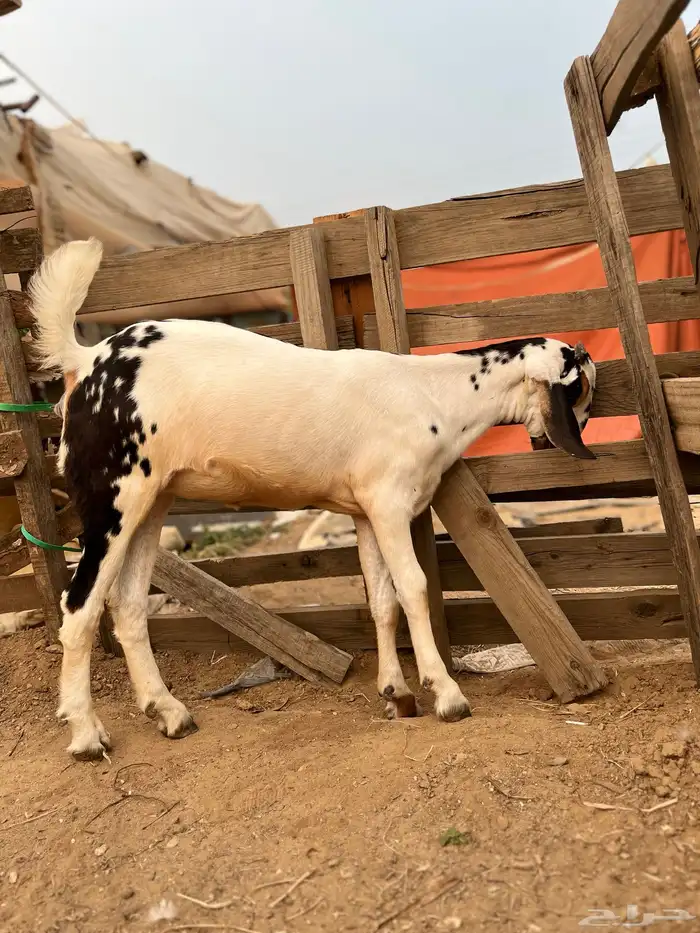 نعرض لكم جفره مسلبه بنت جمران 2