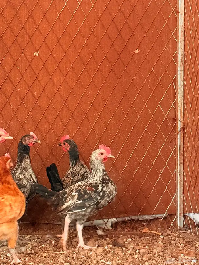 دجاج أعمارهم 3اللي4 6