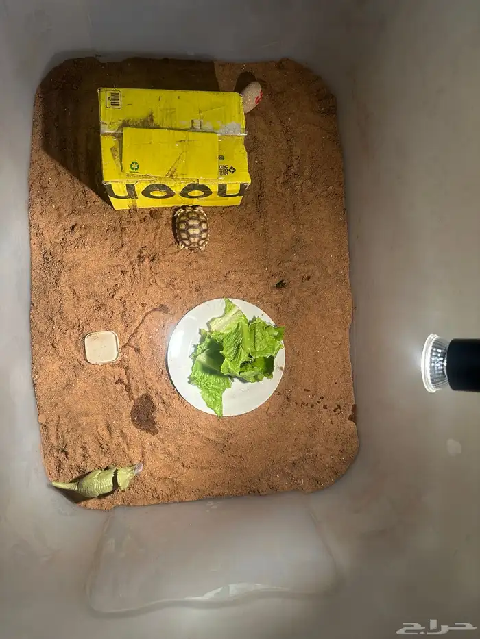 سلحفاة سولكاتا صغيرة 1