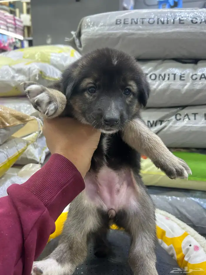 جراؤه جيرمن 12