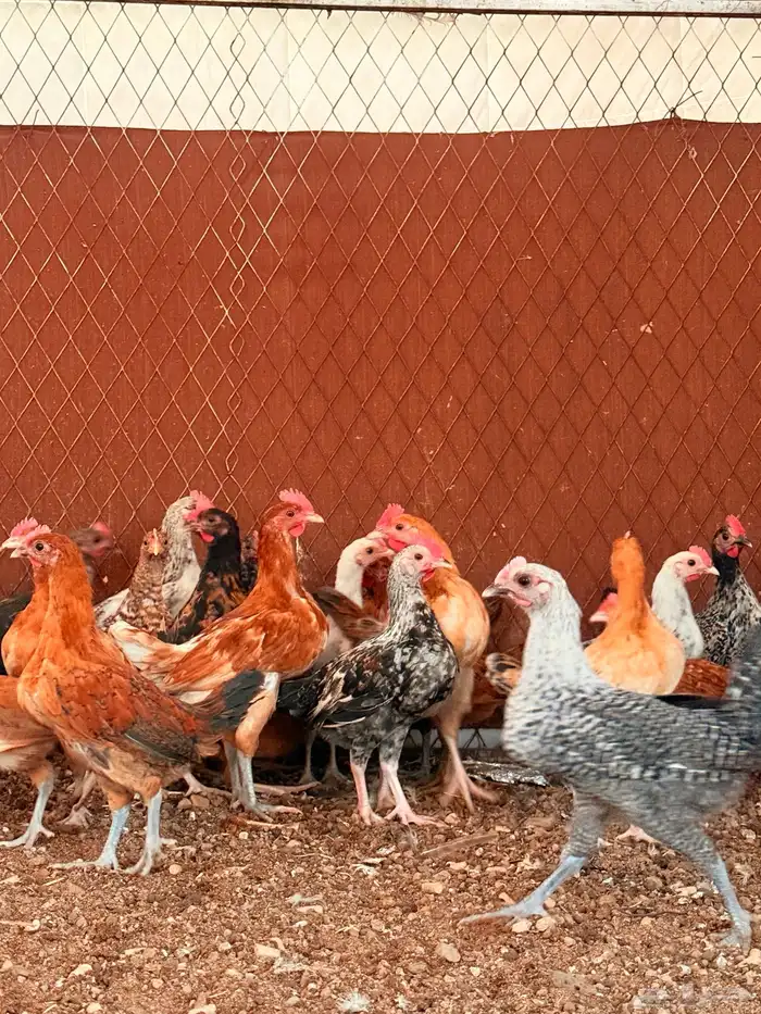 دجاج أعمارهم 3اللي4 5