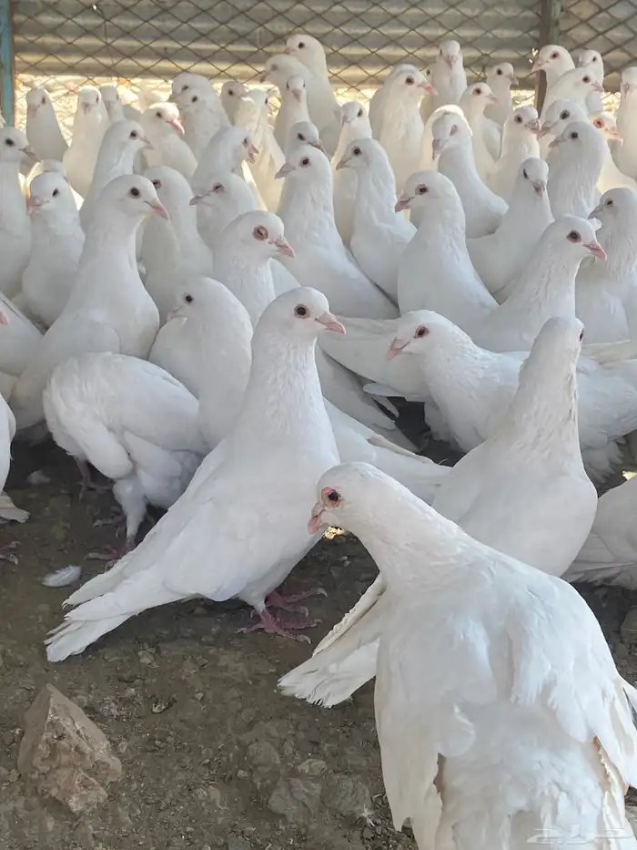 تم البيع الله يبارك لرعيه 4