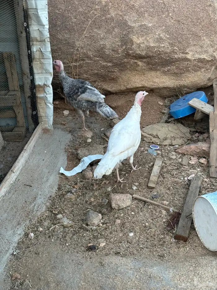 دجاجه ووديك رومي 0