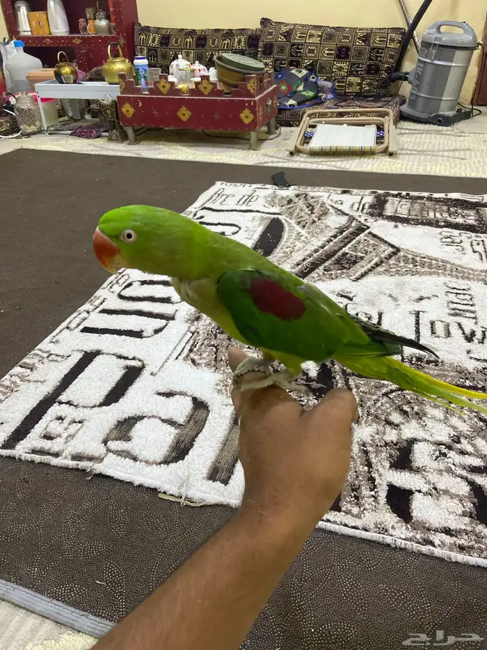 البيع دره نبالي أليف 0