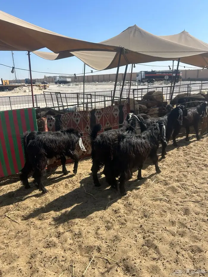 حريات جبر ناهي ووسط وهرافي ونعيم جبر ناهي ووسط وهرافي 21