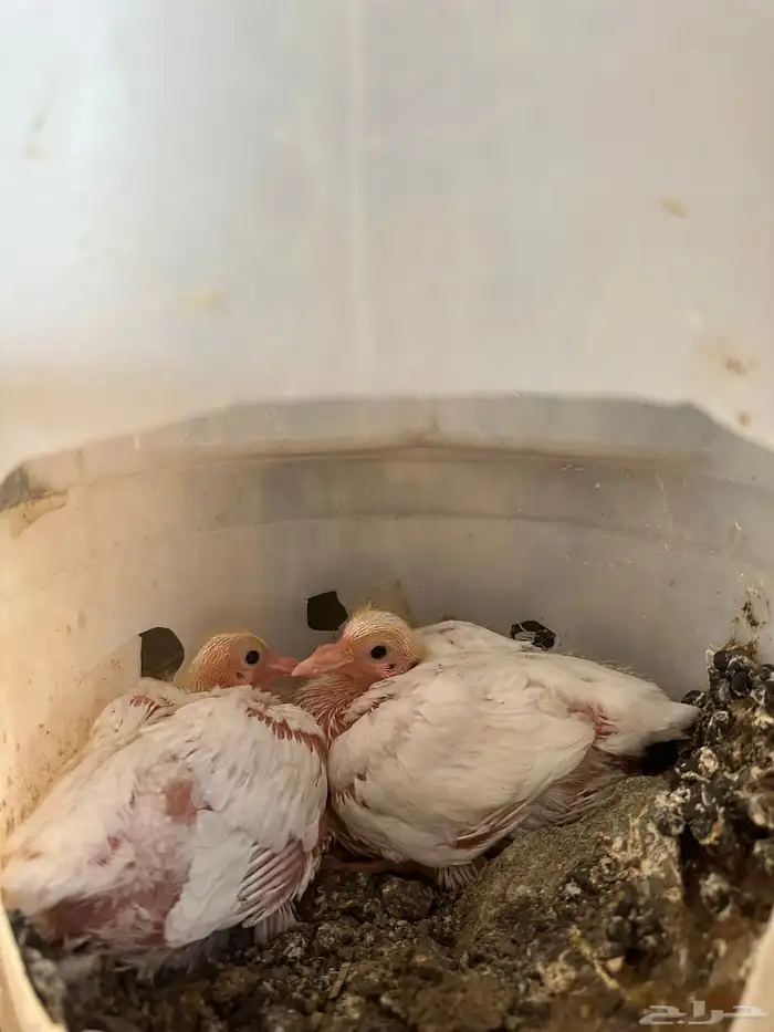 حمام فرنسي سوبر جامبو 1