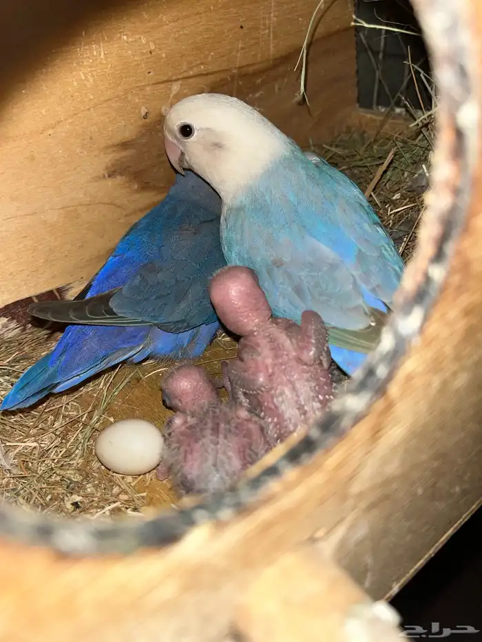 للبيع جوز روز منتج مع فرخين 0