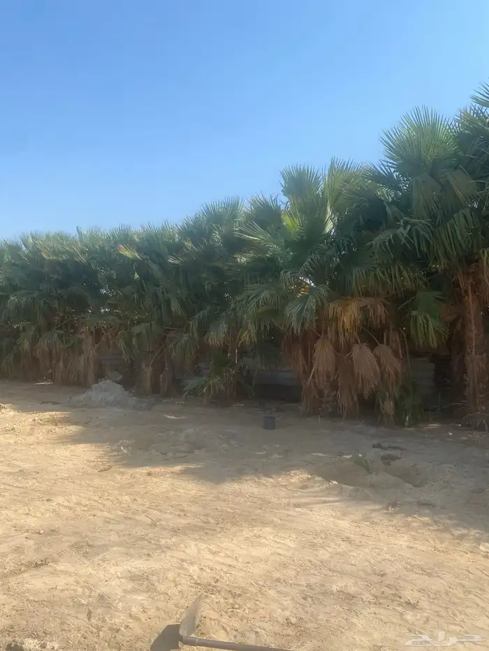 شجر واشنطن 0