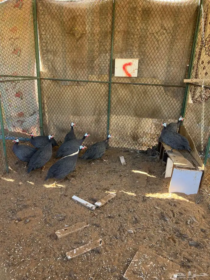 دجاج وبط ووز وبسابيس حمام وحبش 1