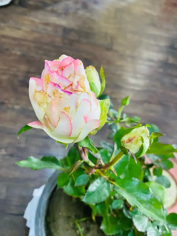 شتلات ورد جوري 0