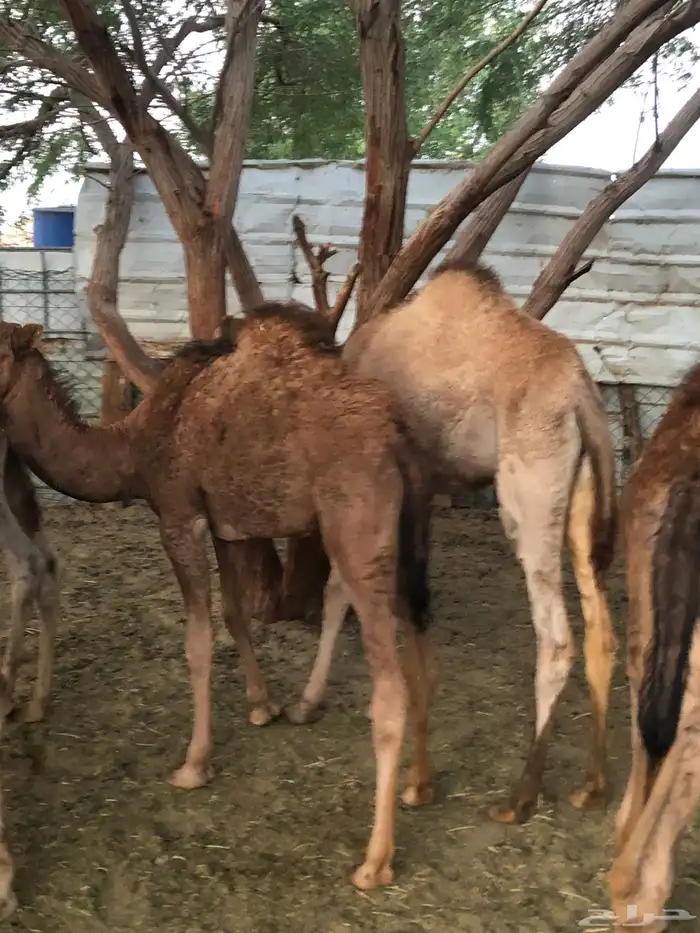 قعدان وبكار 2