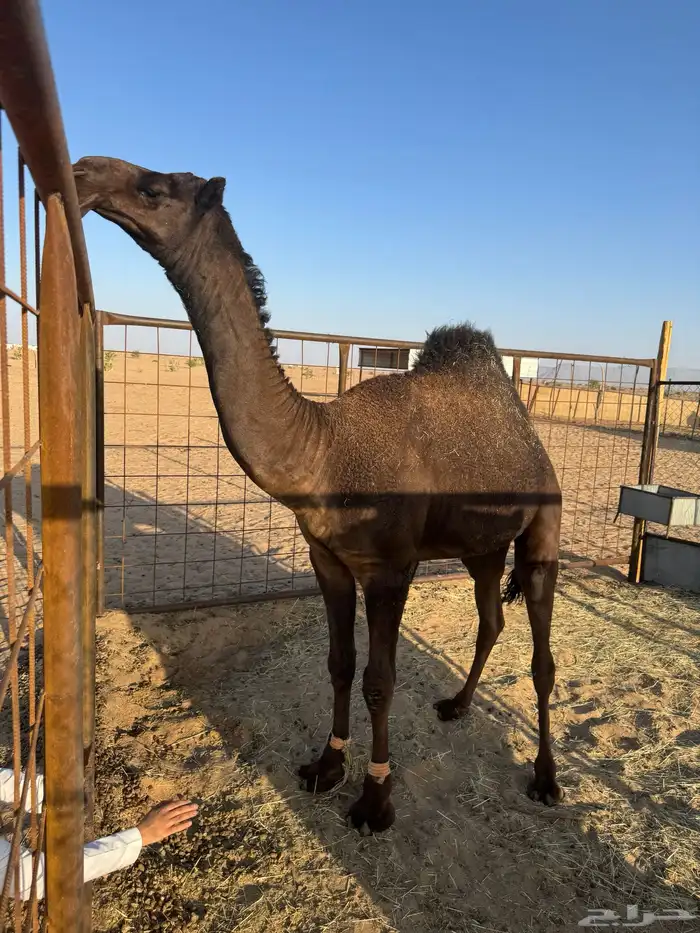 قعود حق للبيع 2