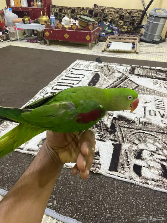 البيع دره نبالي أليف 1