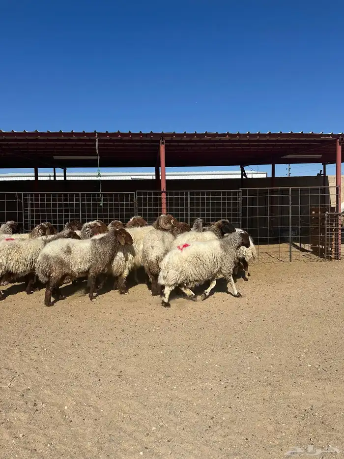 غنم انعيم طيبه البييع 2