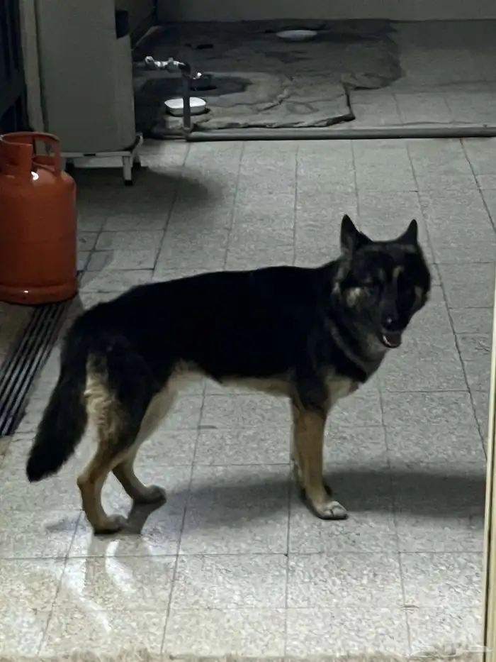 كلب جيرمني هاسكي 0