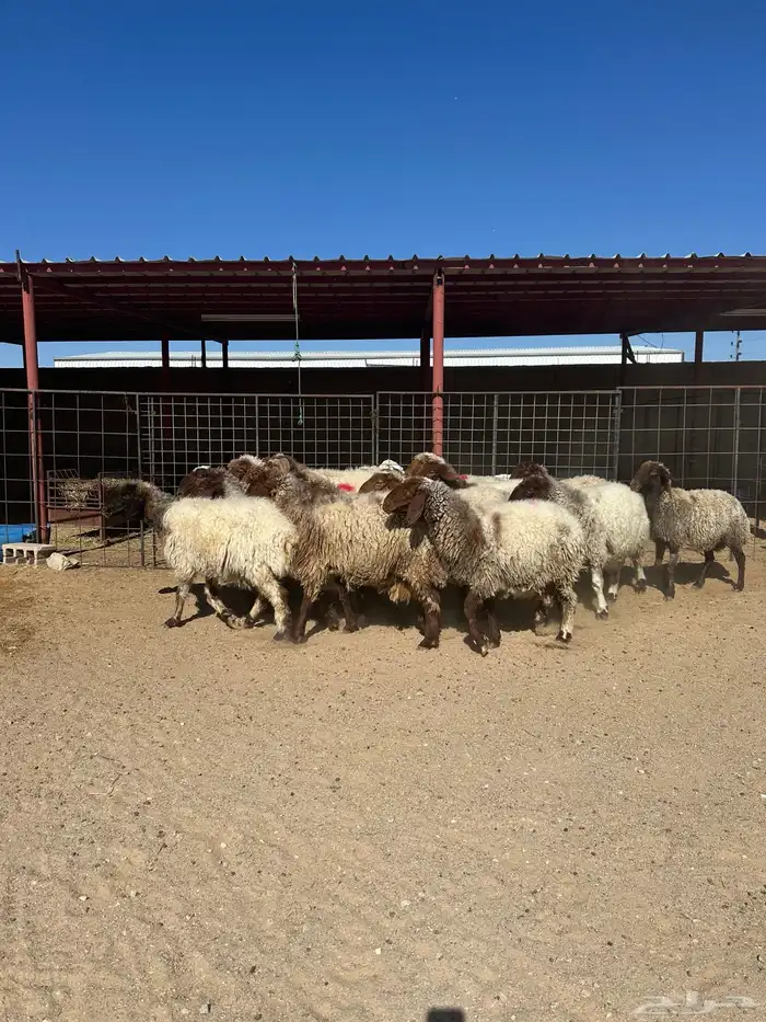 غنم انعيم طيبه البييع 5