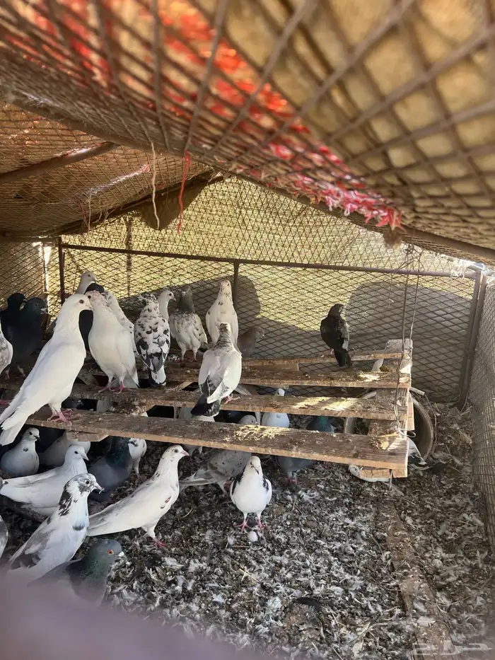 حمام عدد 80 6