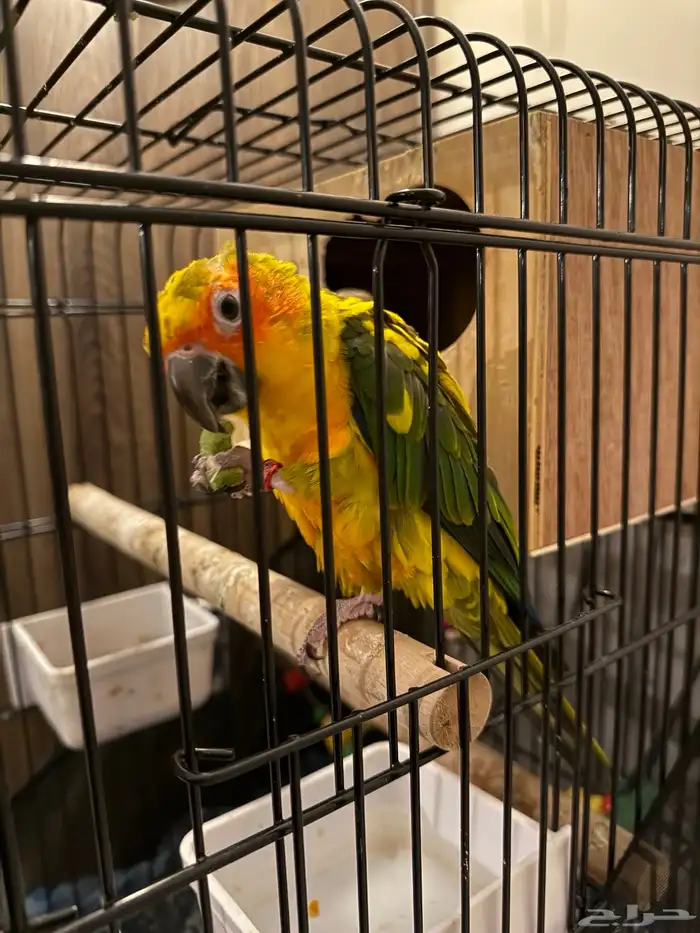 صن كنيور اليف وهدد 4