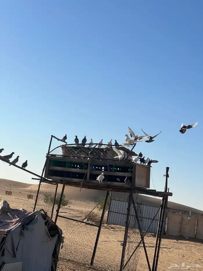 حمام عدد 80 0