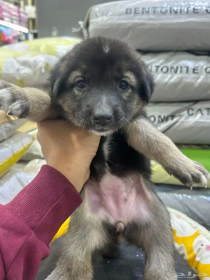 جراؤه جيرمن 11