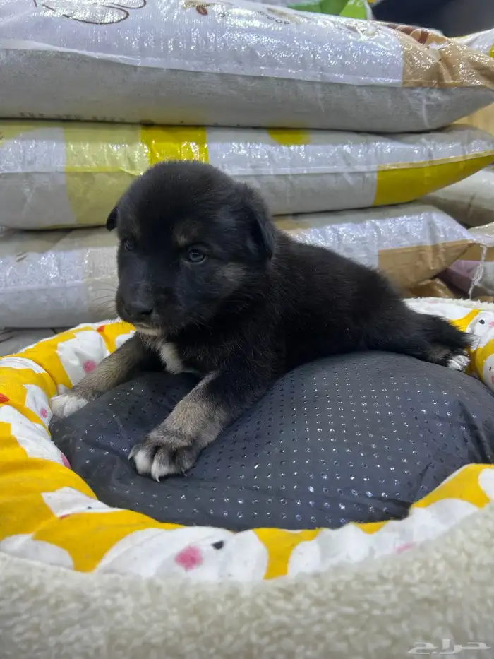 جراؤه جيرمن 18