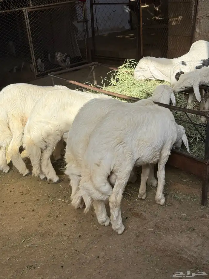 للبيع طليان انظاف واسمان شعره وشرح وطيبه 2