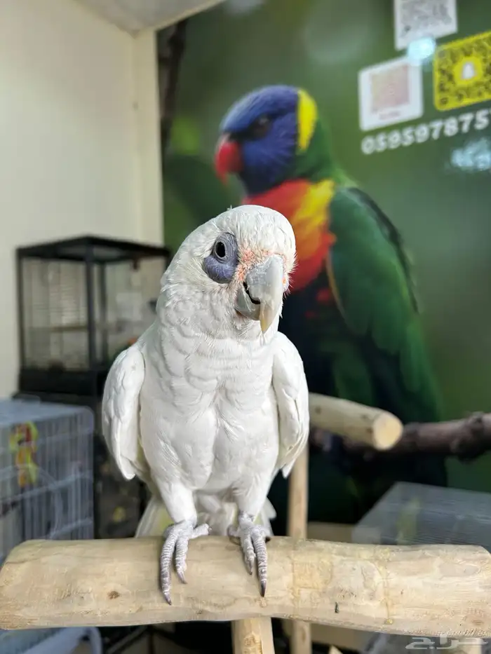 كوكاتو باري اليف وهدد ومتكلم 4