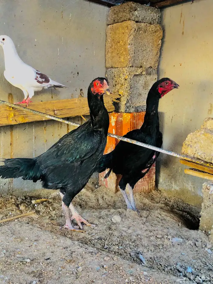 للبيع دجاجتين شامو الماني 3