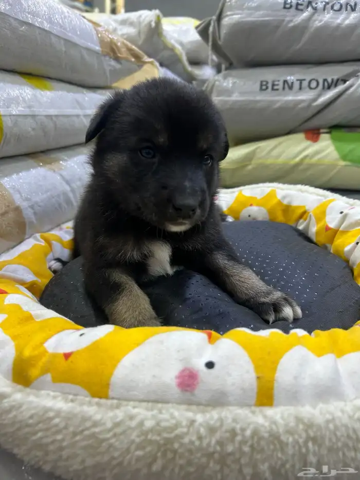 جراؤه جيرمن 15