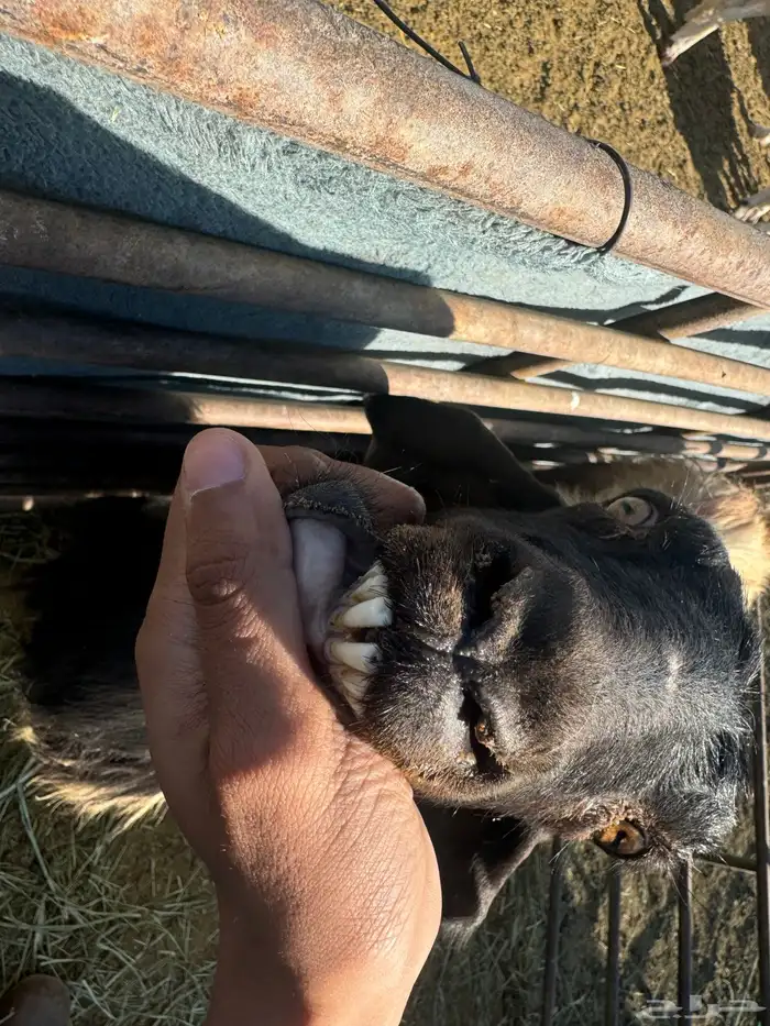 عنز متوم للبيع 3