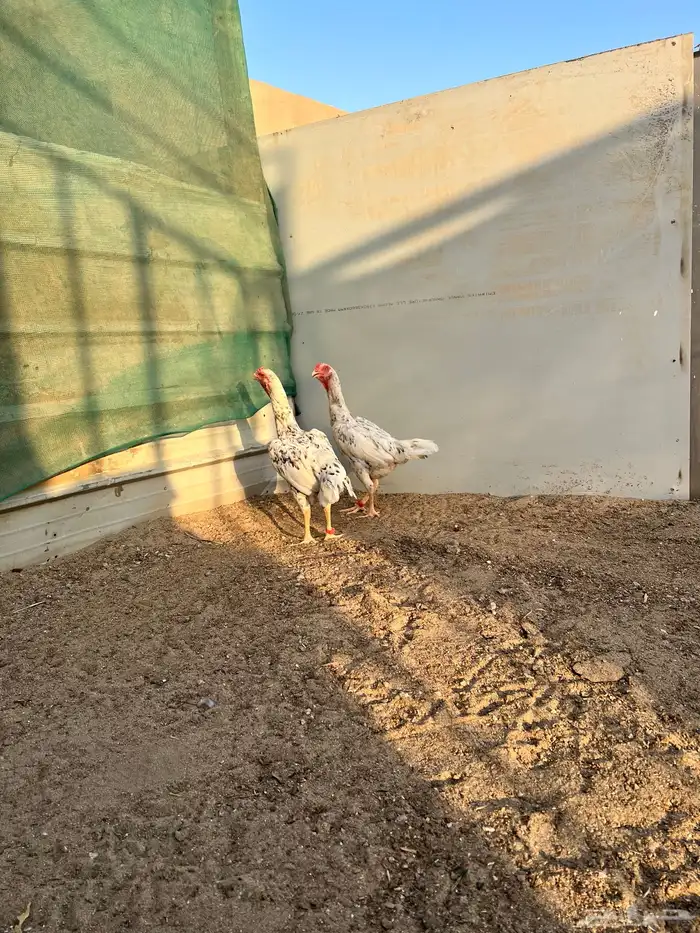 شامو الماني 2