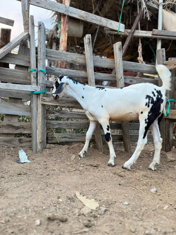 نعرض لكم جفره مسلبه بنت جمران 4