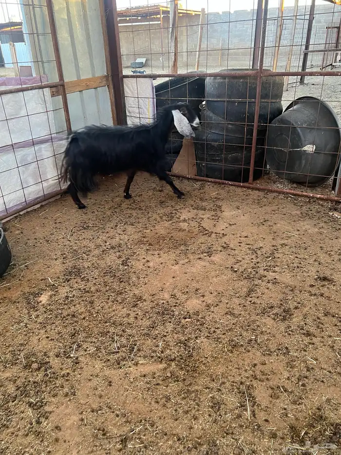 عنز عارضيه للبيع ( تم البيع ) 2