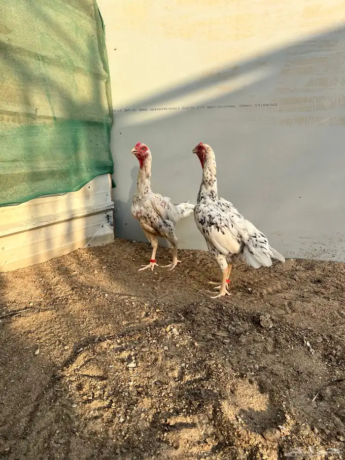 شامو الماني 5