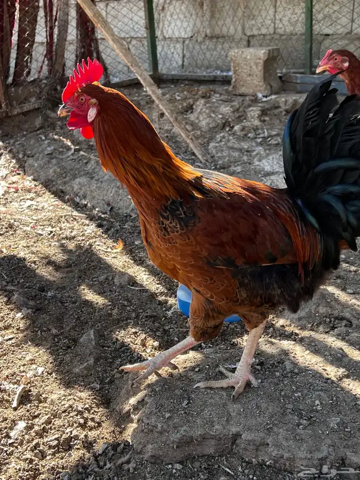 دجاج فرنسي 3